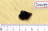 藏品(豬臼齒)的圖片